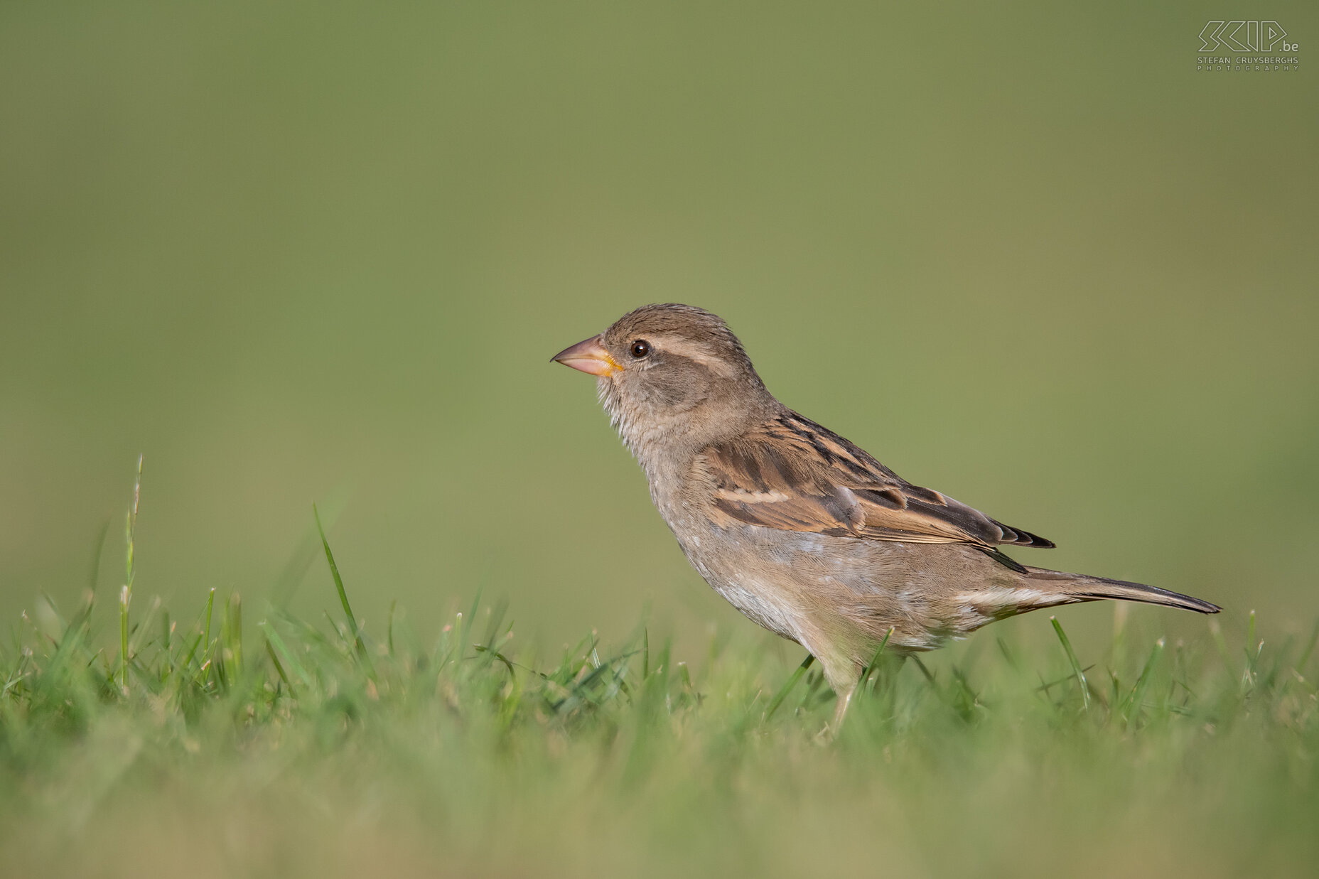 Tuinvogels - Huismus Huismus (v) / Passer domesticus Stefan Cruysberghs